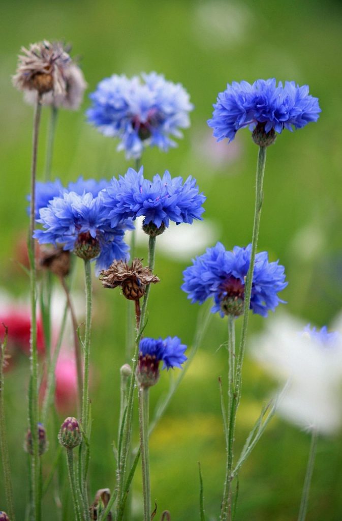 Anxiety & Depression Therapy in Wimbledon, Queens Park & Online