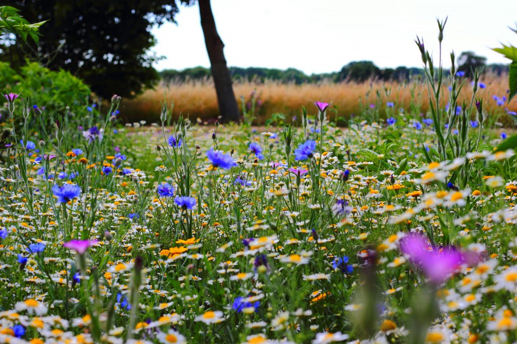 Parenting Support Therapy in Wimbledon, Queens Park & Online
