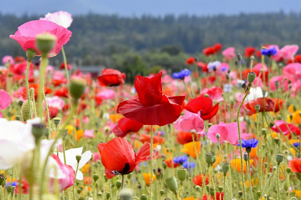 Contact us for Therapy in Wimbledon, Queens Park, Online