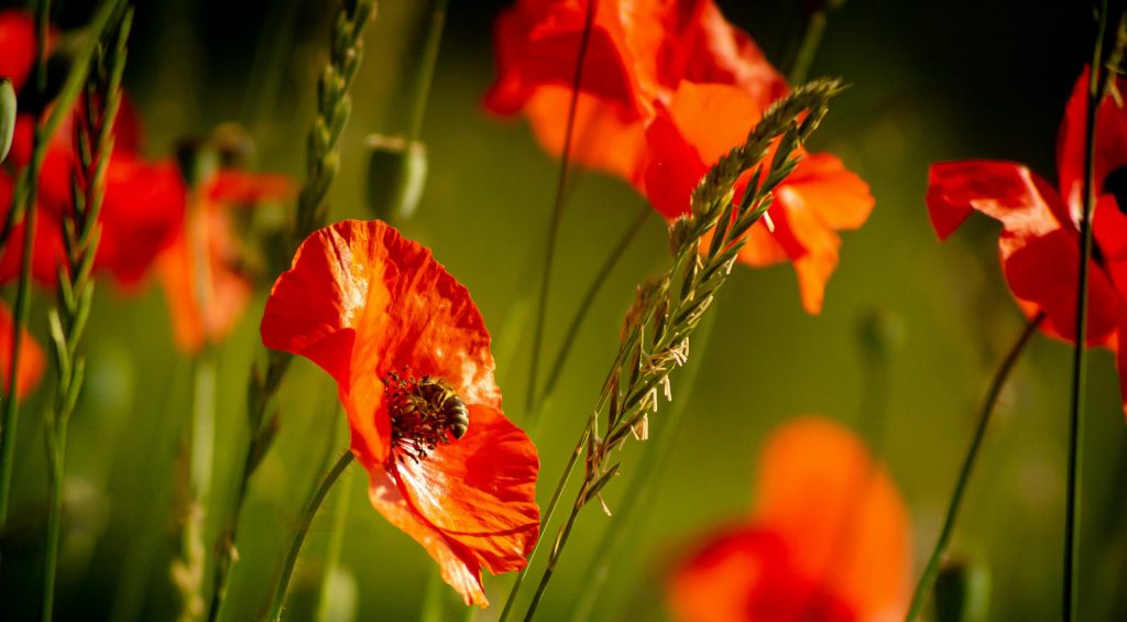 Burnout & Stress Therapy in Wimbledon, Queens Park & Online